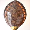 Previous