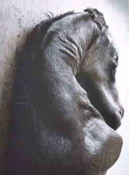 Picture of DE BRUYCKERE BERLINDE