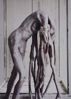 Image sur DE BRUYCKERE BERLINDE