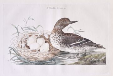 Picture of NOZEMAN CORNELIUS