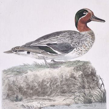 Picture of NOZEMAN CORNELIUS